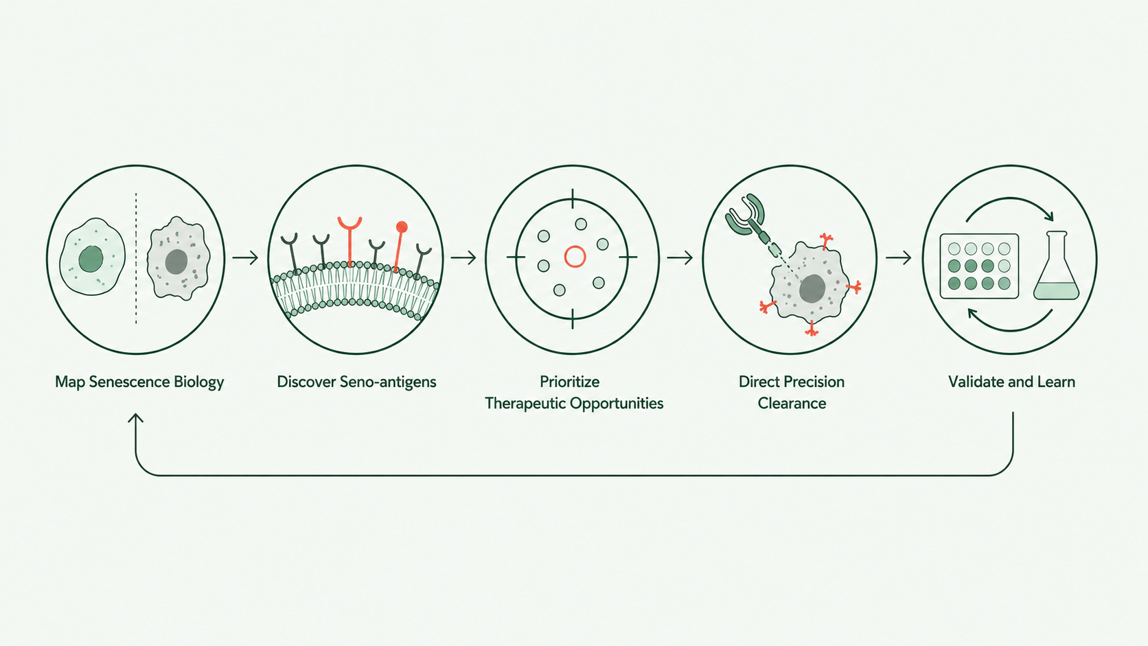 Five-stage AI platform workflow from senescence biology to validation and learning